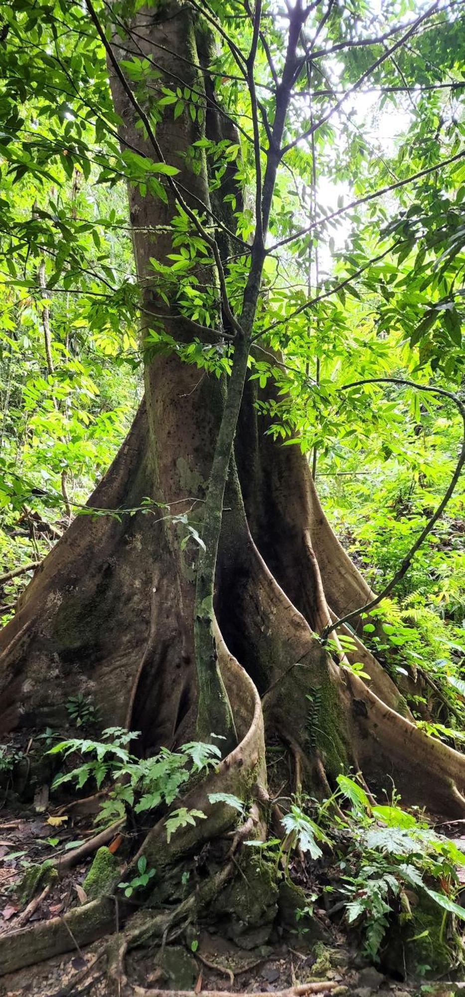 לינה וארוחת בוקר Khao Sok National Park Khaosok Happy House מראה חיצוני תמונה