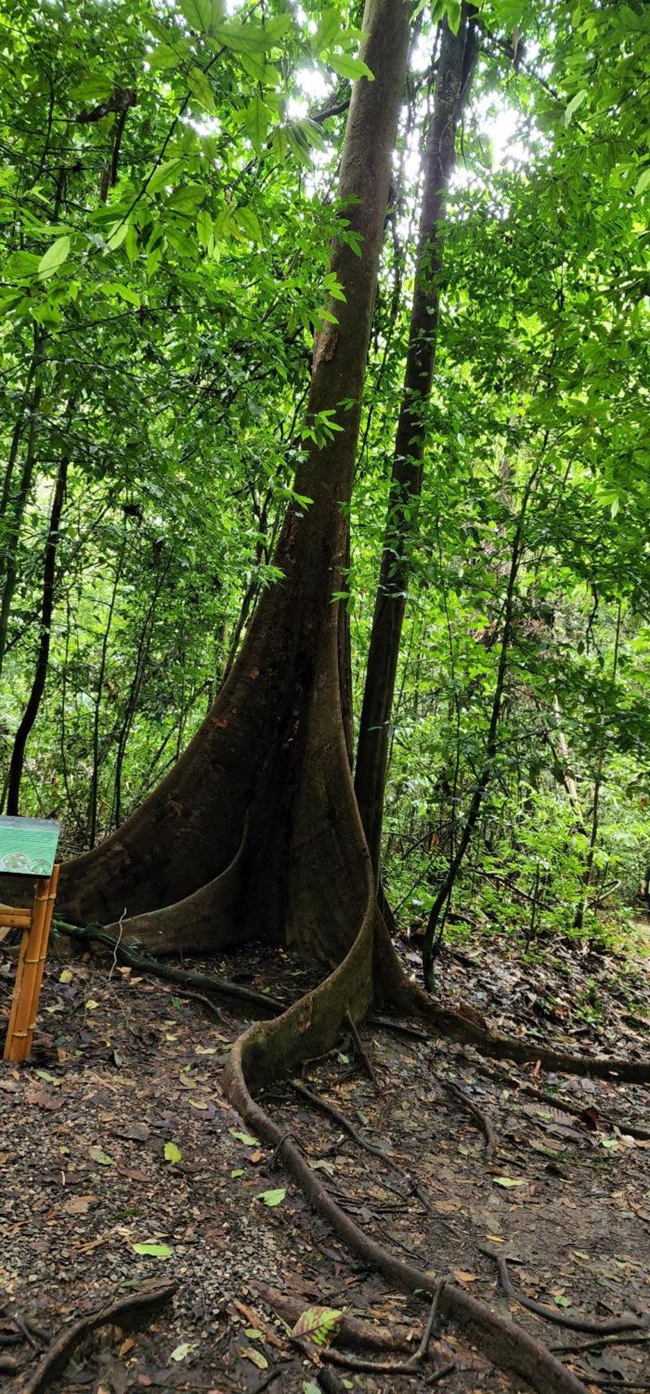 לינה וארוחת בוקר Khao Sok National Park Khaosok Happy House מראה חיצוני תמונה